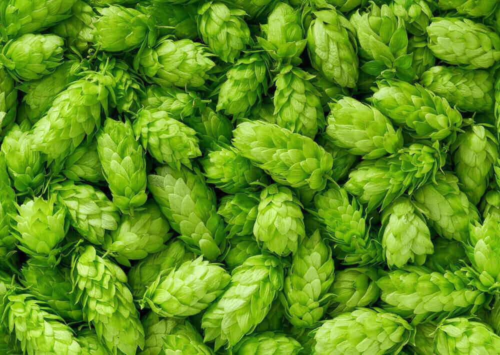 Luppolo pianta birra coni luppolatura produzione
