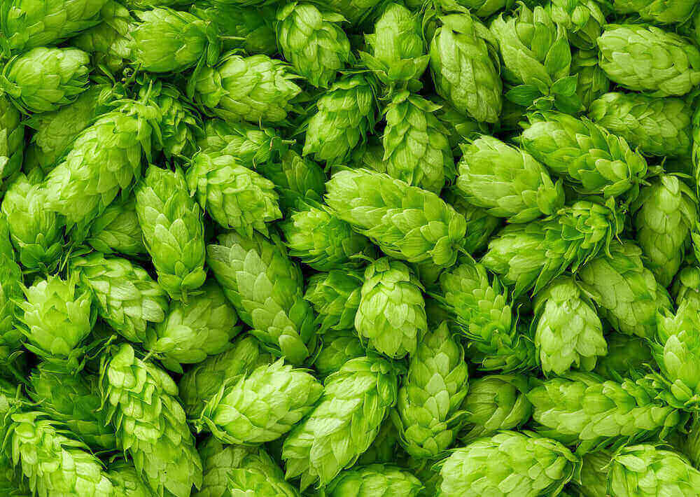 Luppolo pianta birra coni luppolatura produzione