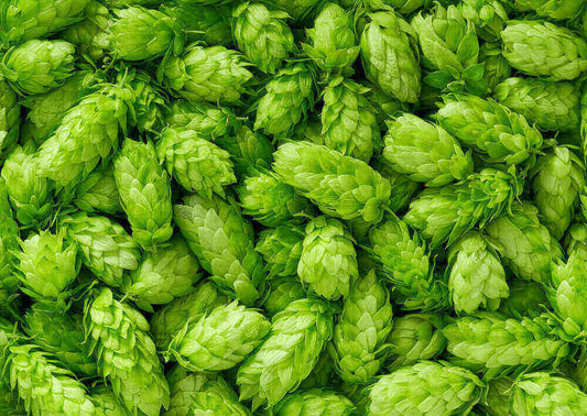 Luppolo pianta birra coni luppolatura produzione