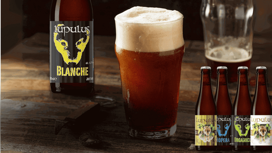 Bicchiere Lupulus 25cl degustazione birra belga eleganteMaltese